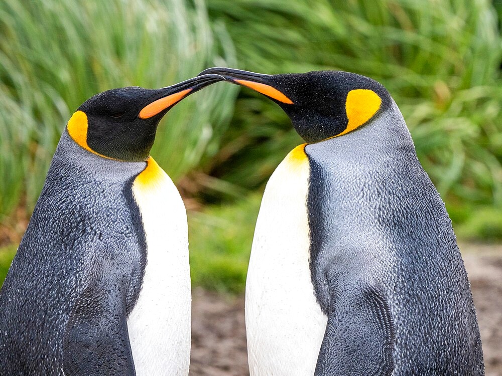 King penguins (Aptenodytes patagonicus) preening themselves at Salisbury Plain, South Georgia, South Atlantic, Polar Regions