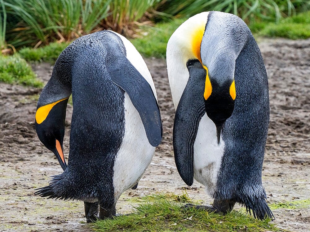 King penguins (Aptenodytes patagonicus) preening themselves at Salisbury Plain, South Georgia, South Atlantic, Polar Regions