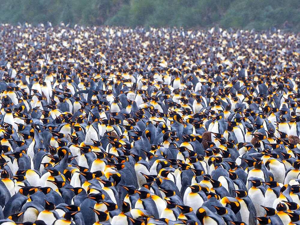 King penguin (Aptenodytes patagonicus), breeding colony at Salisbury Plain, South Georgia, South Atlantic, Polar Regions