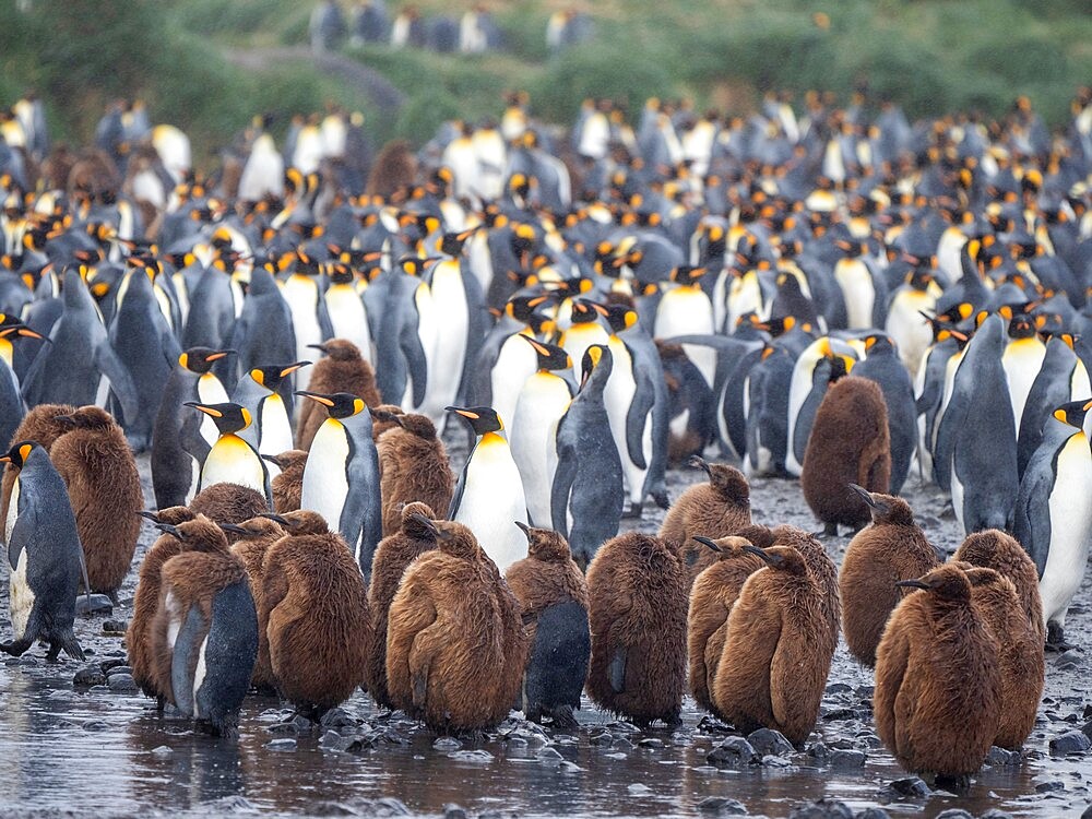 King penguin (Aptenodytes patagonicus), oakum boys at breeding colony at Salisbury Plain, South Georgia, South Atlantic, Polar Regions