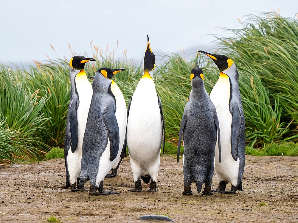 Adult king penguins (Aptenodytes patagonicus), in courtship display at Salisbury Plain, South Georgia, South Atlantic, Polar Regions