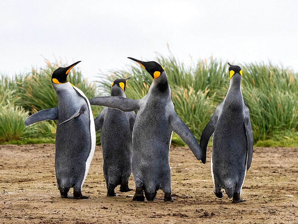 Adult king penguins (Aptenodytes patagonicus), flipper slapping at Salisbury Plain, South Georgia, South Atlantic, Polar Regions