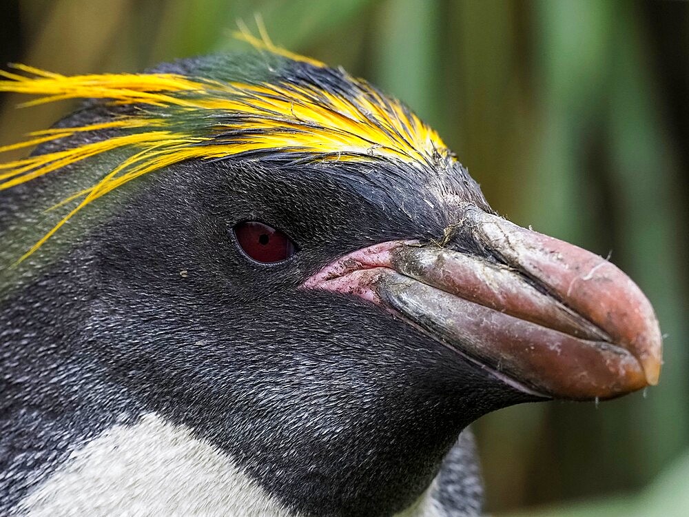 Adult macaroni penguin (Eudyptes chrysolophus), head detail in Cooper Bay, South Georgia, South Atlantic, Polar Regions