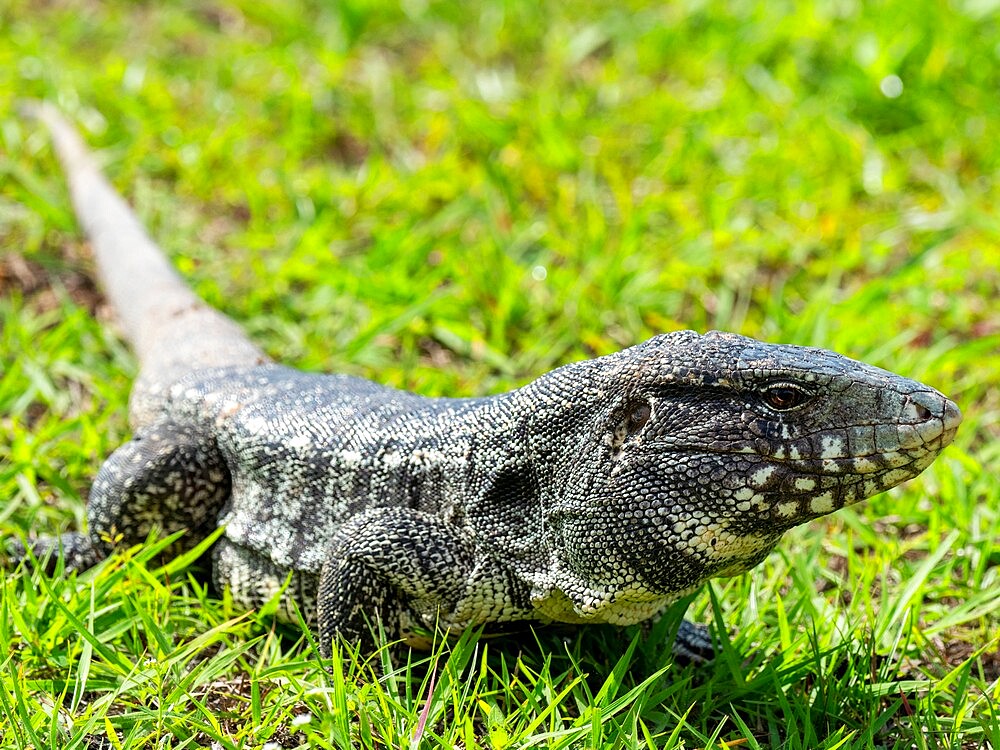 Argentine black and white tegu (Salvator merianae), Pousada Piuval, Mato Grosso, Pantanal, Brazil, South America