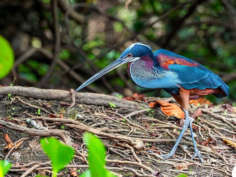 Agami heron (Agamia agami), Rio Pixaim, Mato Grosso, Pantanal, Brazil, South America