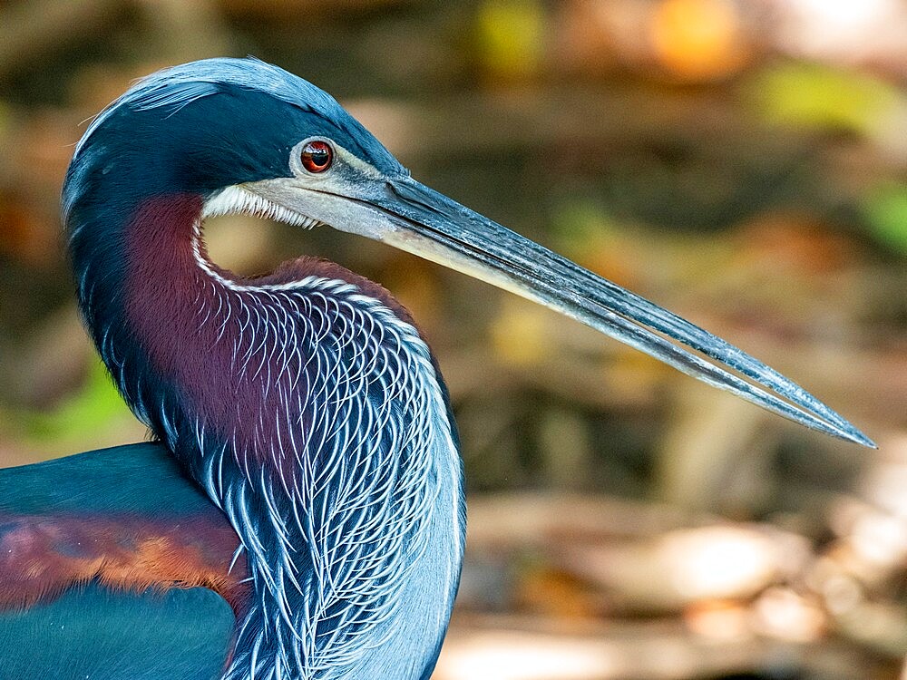 Agami heron (Agamia agami), Rio Pixaim, Mato Grosso, Pantanal, Brazil, South America