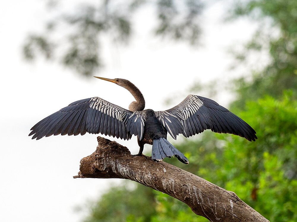 Adult Anhinga (Anhinga anhinga), drying its wings on the Rio Tres Irmao, Mato Grosso, Pantanal, Brazil, South America