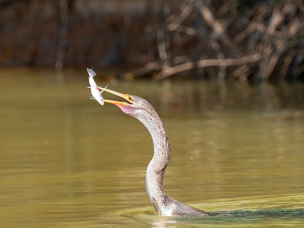 Adult Anhinga (Anhinga anhinga), with a fish on the Rio Cuiaba, Mato Grosso, Pantanal, Brazil, South America