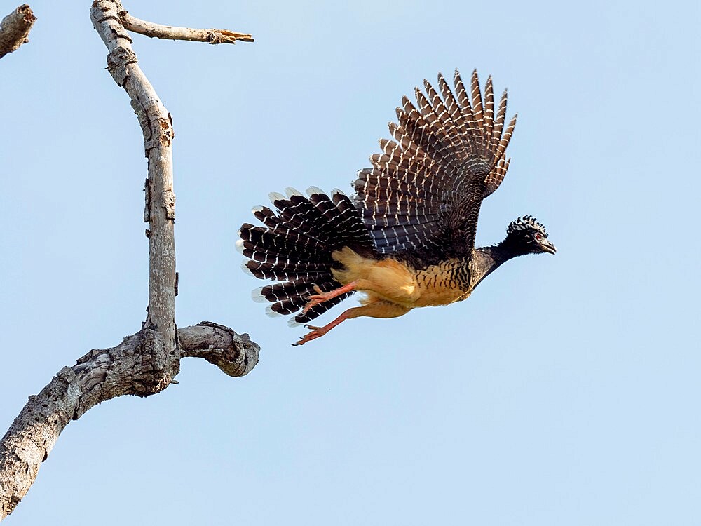 Adult female bare-faced curassow (Crax fasciolata), taking flight on the Rio Tres Irmao, Mato Grosso, Pantanal, Brazil, South America