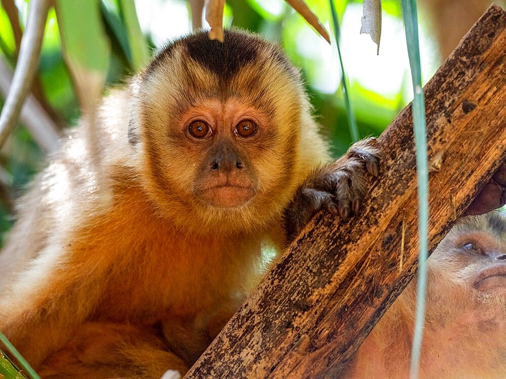 Azaras's capuchin (Sapajus cay), resting in a tree, Pousada Piuval, Mato Grosso, Pantanal, Brazil, South America