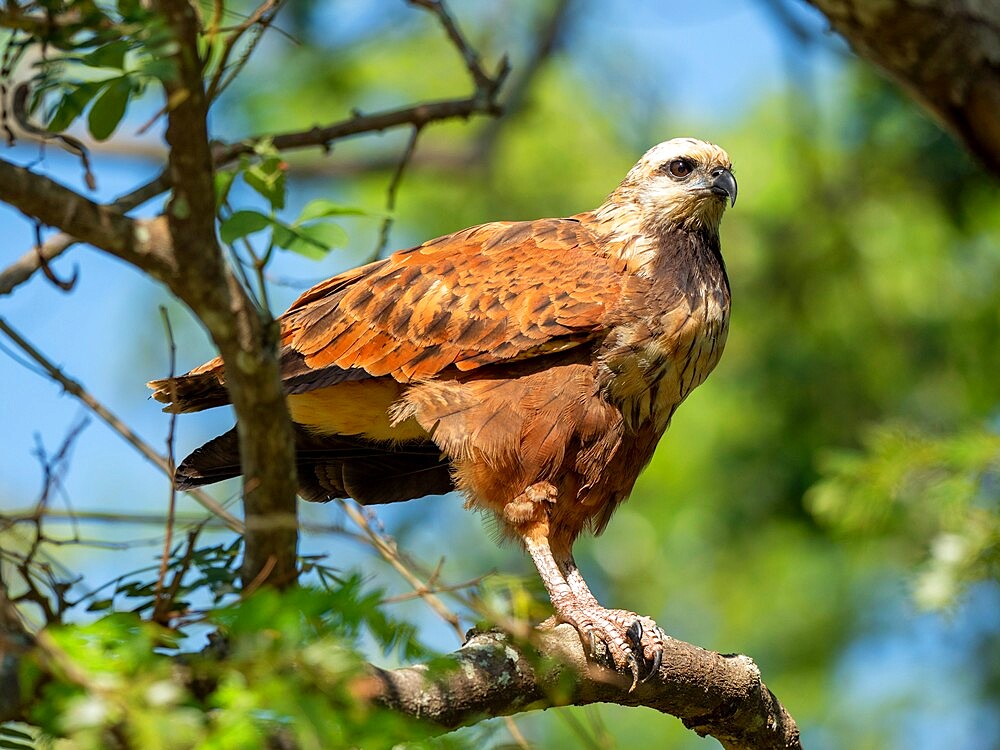 A black-collared hawk (Busarellus nigricollis), Rio Tres Irmao, Mato Grosso, Pantanal, Brazil, South America