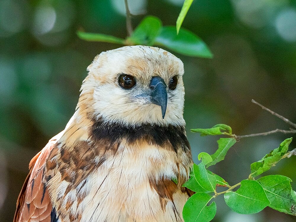 A young black-collared hawk (Busarellus nigricollis), Rio Negrio, Mato Grosso, Pantanal, Brazil, South America