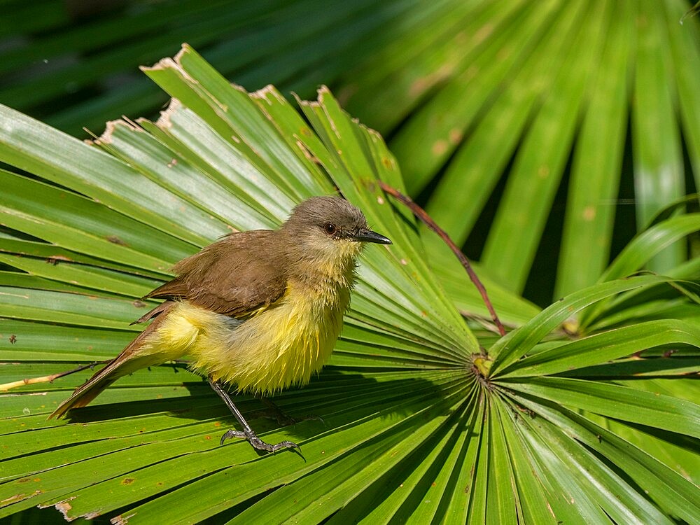 An adult cattle tyrant (Machetornis rixosa), Pousa Allegre, Mato Grosso, Pantanal, Brazil, South America