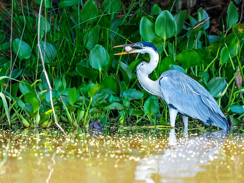 Adult cocoi heron (Ardea cocoi), with a fish on the Rio Tres Irmao, Mato Grosso, Pantanal, Brazil, South America