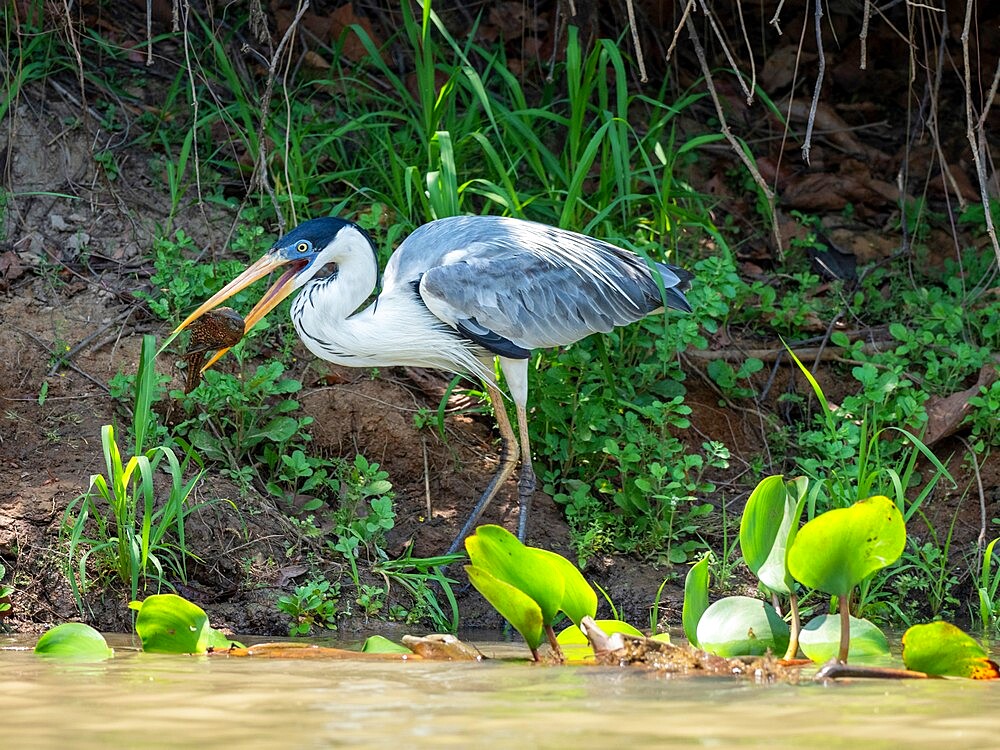 Adult cocoi heron (Ardea cocoi), with a fish on the Rio Negro, Mato Grosso, Pantanal, Brazil, South America