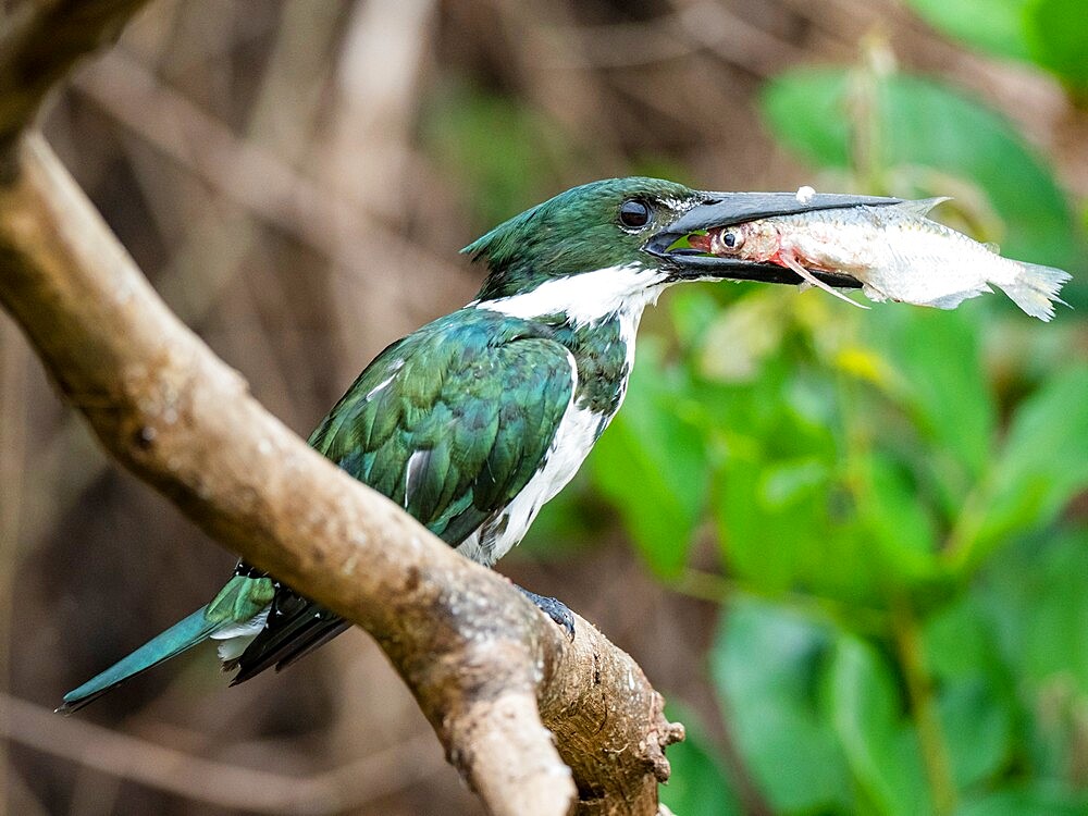 Adult female green kingfisher (Chloroceryle americana), with fish on the Rio Negro, Mata Grosso, Pantanal, Brazil, South America