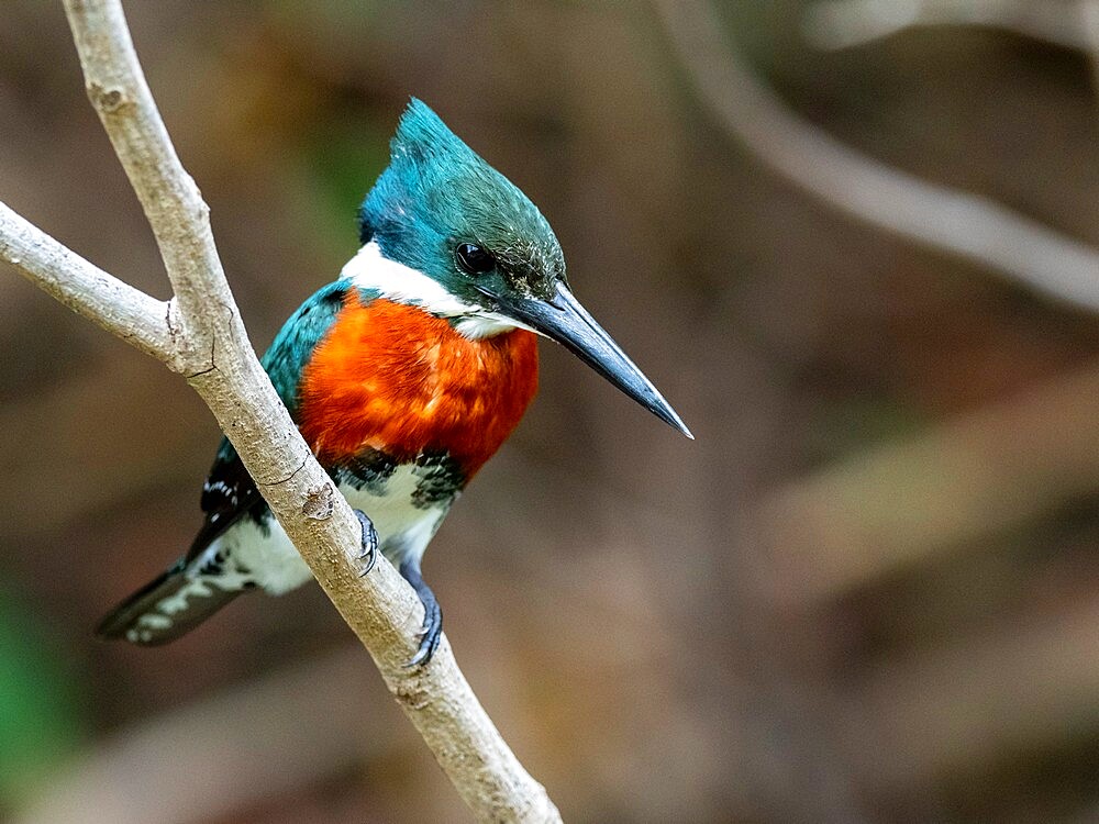 Adult male green kingfisher (Chloroceryle americana), on the Rio Pixaim, Mata Grosso, Pantanal, Brazil, South America