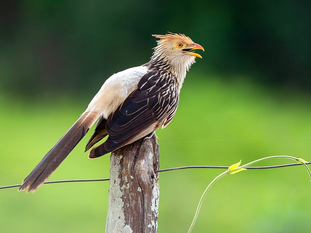 Adult Guira cuckoo (Guira guira), on the Rio Negro, Mata Grosso, Pantanal, Brazil, South America