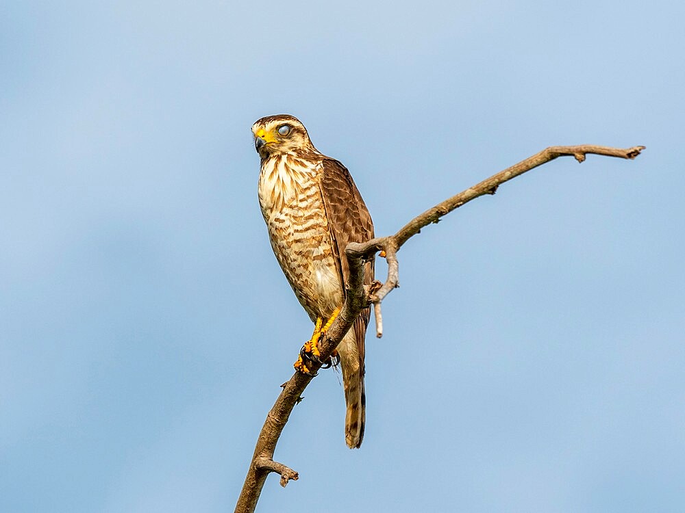 Adult hooked-bill kite (Chondrohierax uncinatus), on the Rio Tres Irmao, Mata Grosso, Pantanal, Brazil, South America