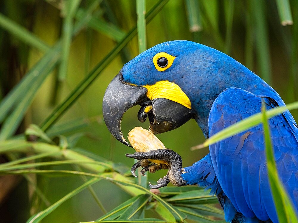 Adult hyacinth macaw (Anodorhynchus hyacinthinus), in a tree on the Rio Pixaim, Mata Grosso, Pantanal, Brazil, South America