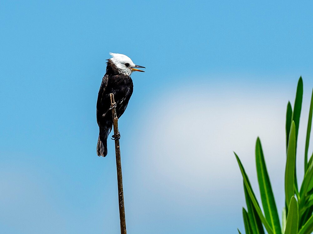 Adult male masked water tyrant (Fluvicola nengeta), on the banks of the Rio Tres Irmao, Mata Grosso, Pantanal, Brazil, South America