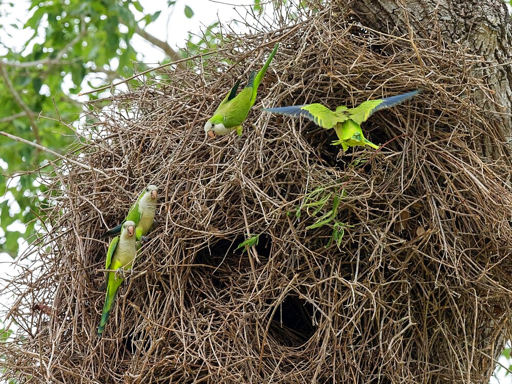 Adult monk parakeets (Myiopsitta monachus), in a communal nest, Mata Grosso, Pantanal, Brazil, South America