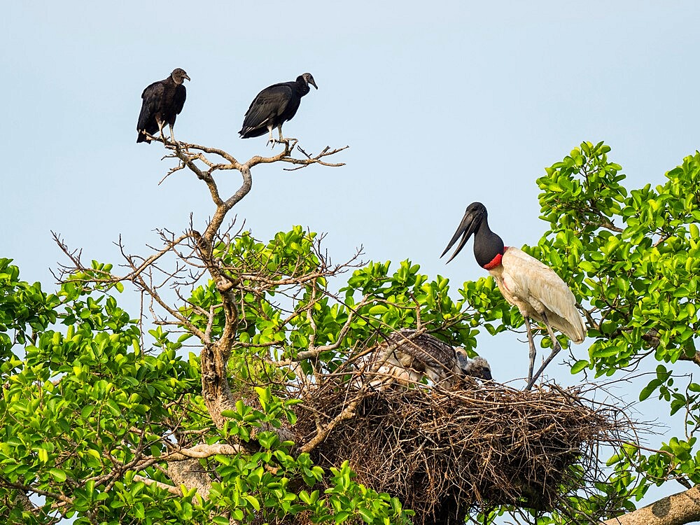 Adult jabiru stork (Jabiru mycteria), on a nest near Pouso Allegre, Mata Grosso, Pantanal, Brazil, South America