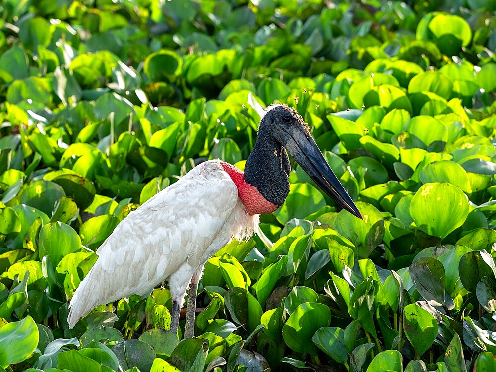 Adult jabiru stork (Jabiru mycteri), on the ground near Pouso Allegre, Mata Grosso, Pantanal, Brazil, South America