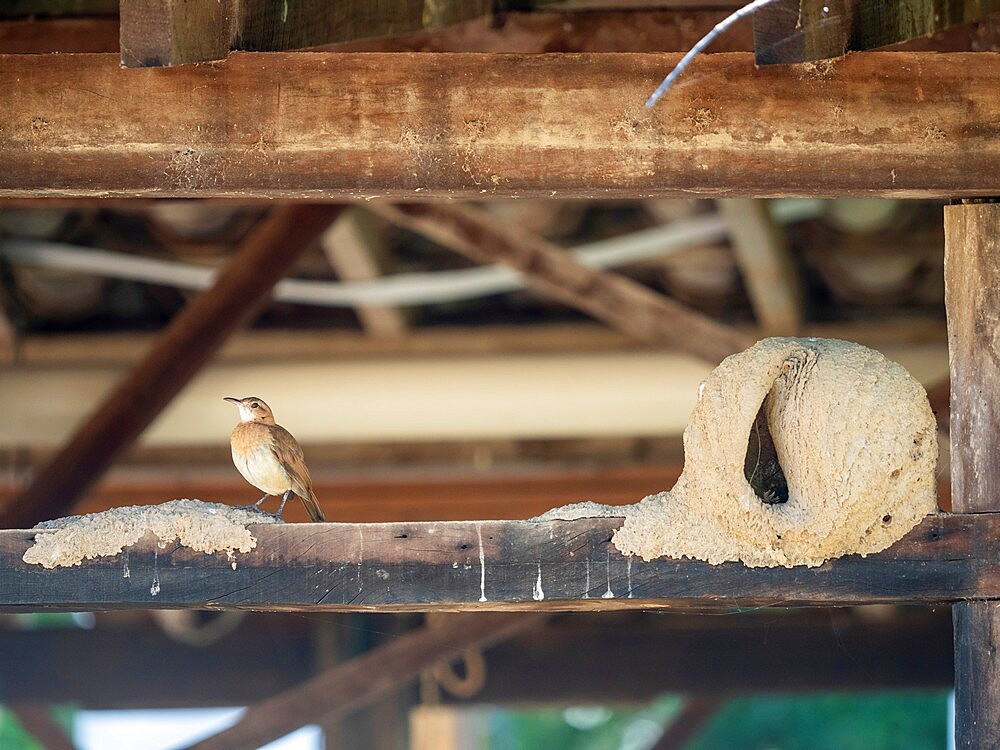 Adult red ovenbird (Furnarius rufus), with nest on a Posada, Rio Pixaim, Mata Grosso, Pantanal, Brazil, South America