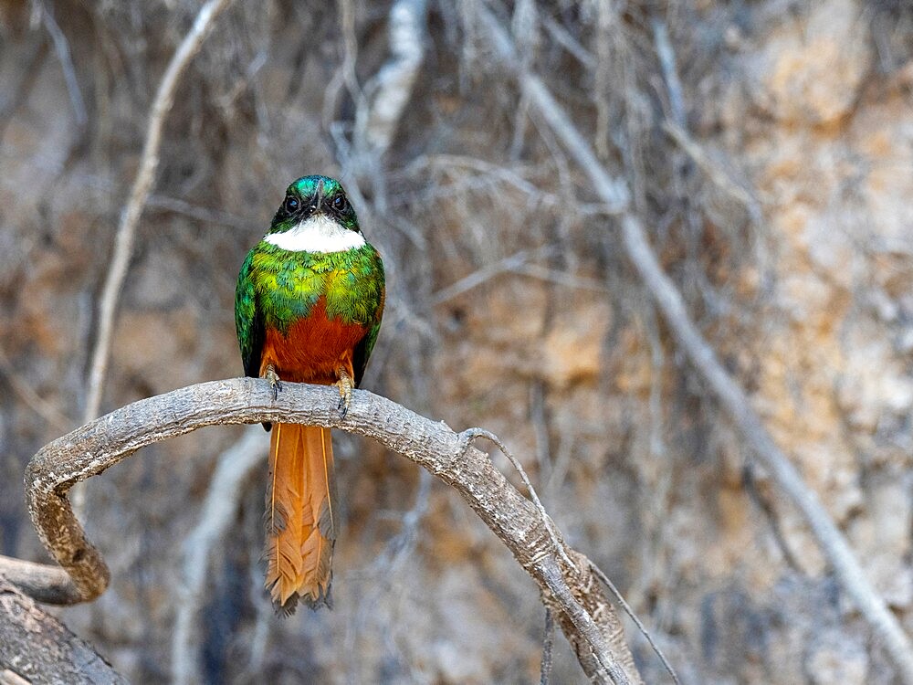 Adult male rufous-tailed jacamar (Galbula ruficauda), on the Rio Tres Irmao, Mato Grosso, Pantanal, Brazil, South America