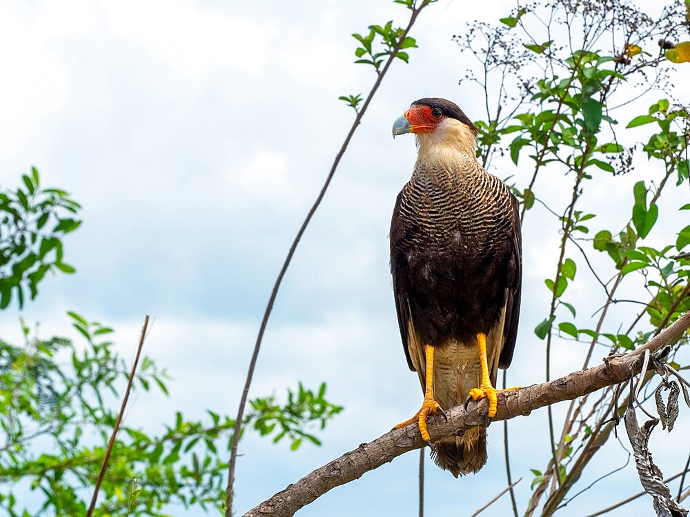 An adult southern crested caracara (Caracara plancus), on the Rio Pixaim, Mato Grosso, Pantanal, Brazil, South America