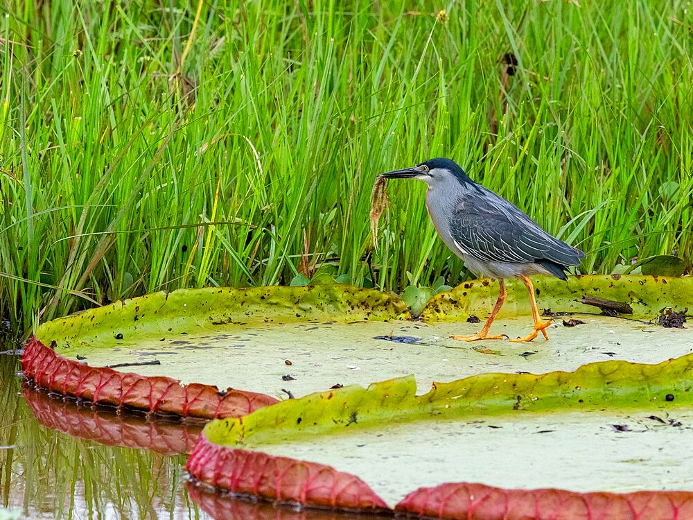 An adult striated heron (Butorides striatus), on the Rio Pixaim, Mato Grosso, Pantanal, Brazil, South America