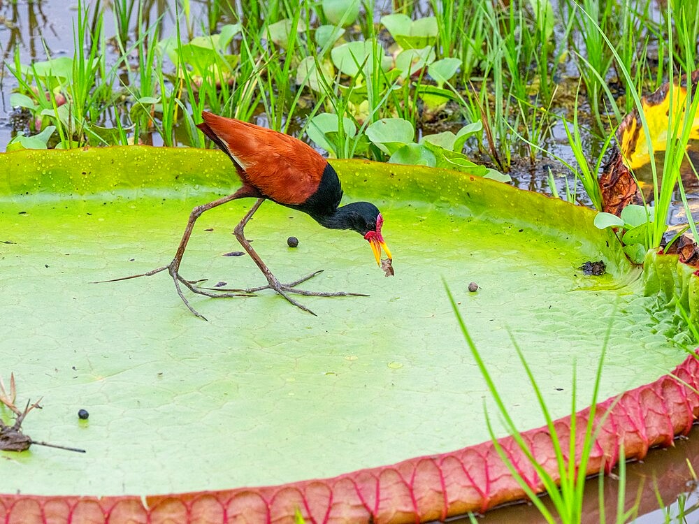 Adult wattled jacana (Jacana jacana), on Queen Victoria water lily, Rio Pixaim, Mato Grosso, Pantanal, Brazil, South America