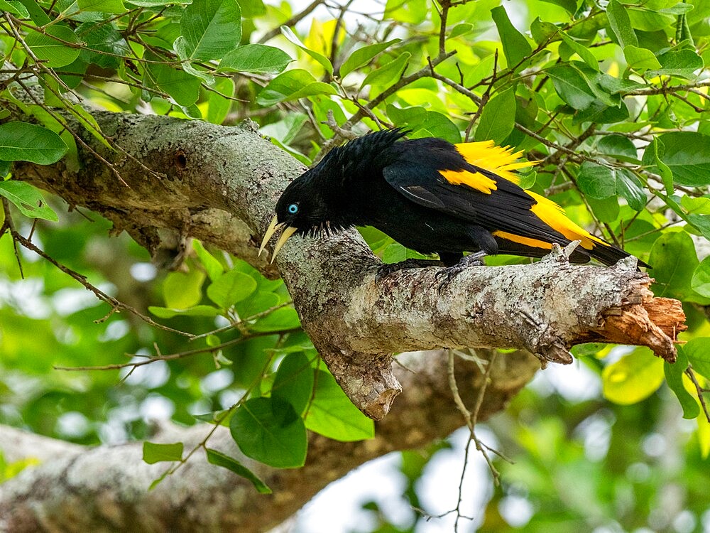 Adult yellow-rumped cacique (Cacicus cela), at nest on the Rio Tres Irmao, Mato Grosso, Pantanal, Brazil, South America