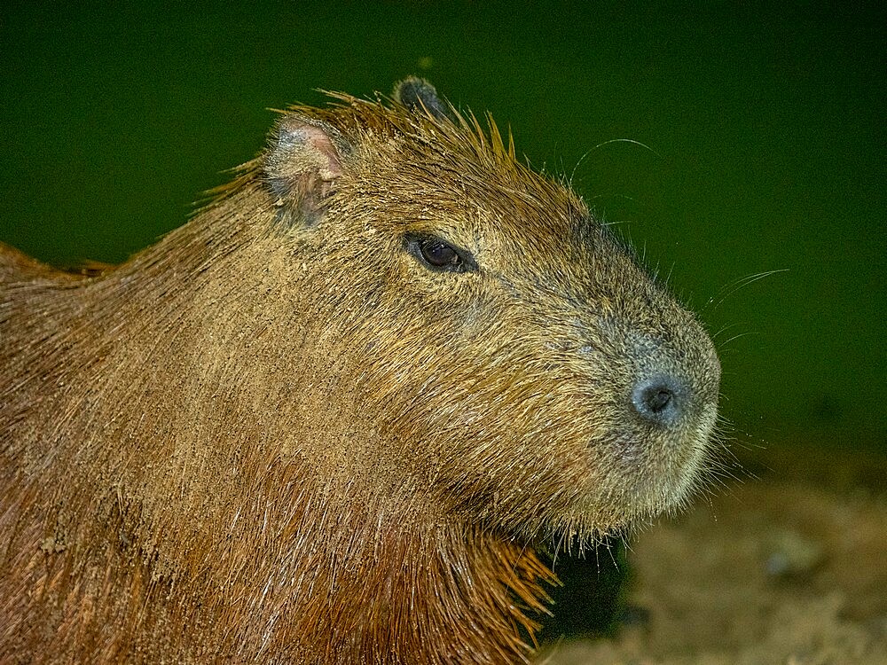 Adult capybara (Hydrochoerus hydrochaeris), at night along a lake in Pouso Allegre, Mato Grosso, Pantanal, Brazil, South America