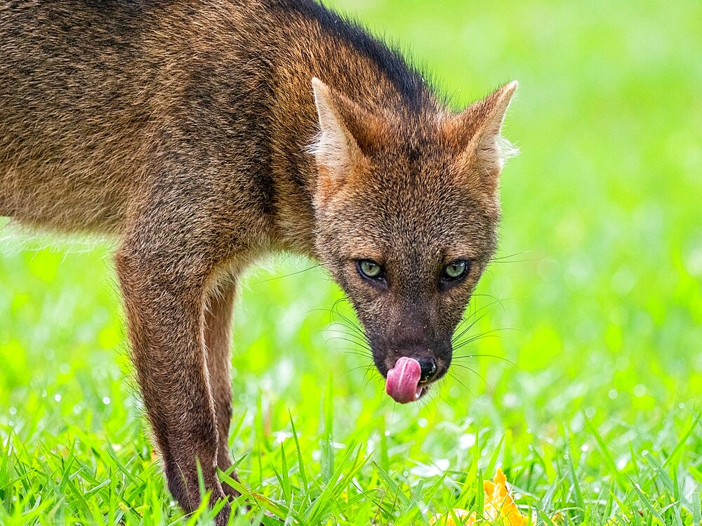 Adult crab-eating fox (Cerdocyon thous), head detail at Pousada Piuval, Mato Grosso, Pantanal, Brazil, South America