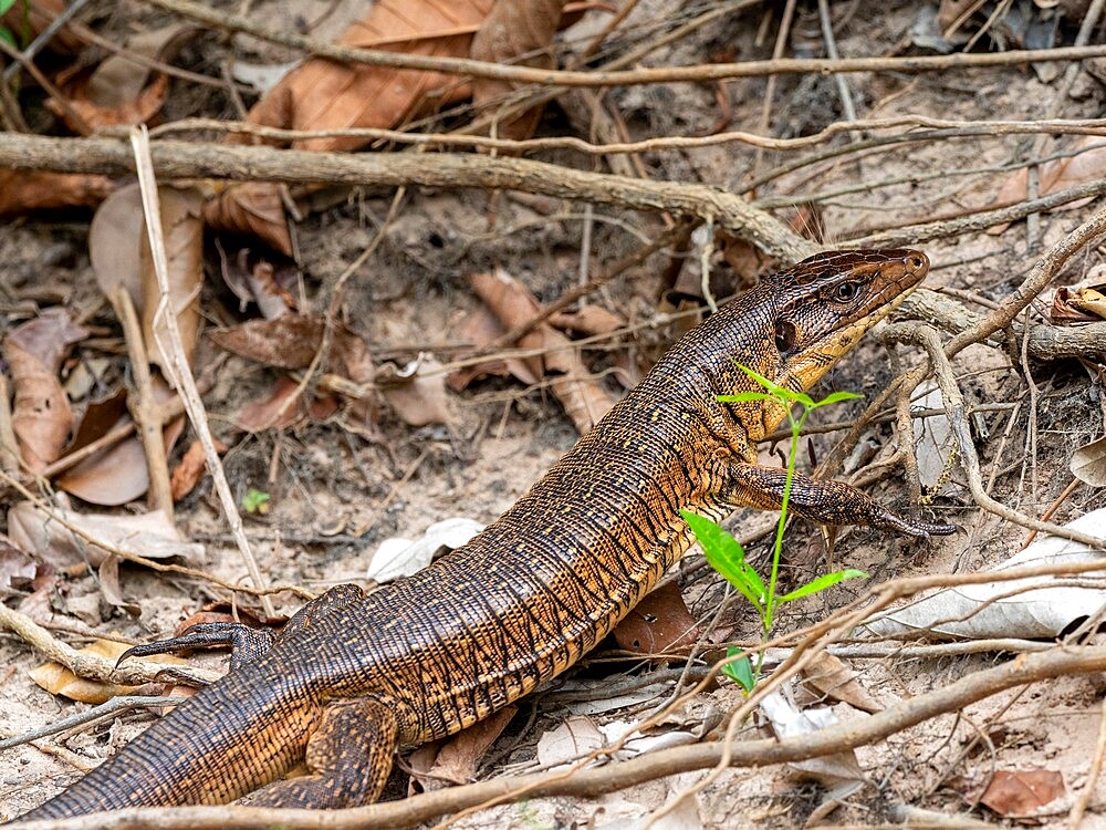 An adult golden tegu (Tupinambis teguixin), along the riverbank on the Rio Negro, Mato Grosso, Pantanal, Brazil, South America