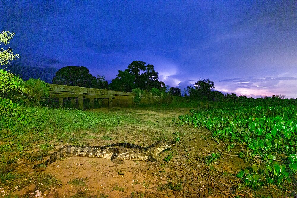 An adult jacare caiman (Caiman yacare), at night in Pouso Allegre, Mato Grosso, Pantanal, Brazil, South America