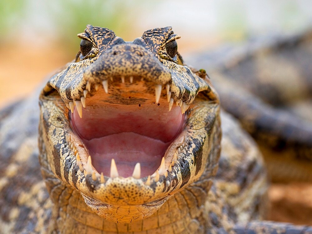 A young jacare caiman (Caiman yacare), on the river banks of the Rio Tres Irmao, Mato Grosso, Pantanal, Brazil, South America