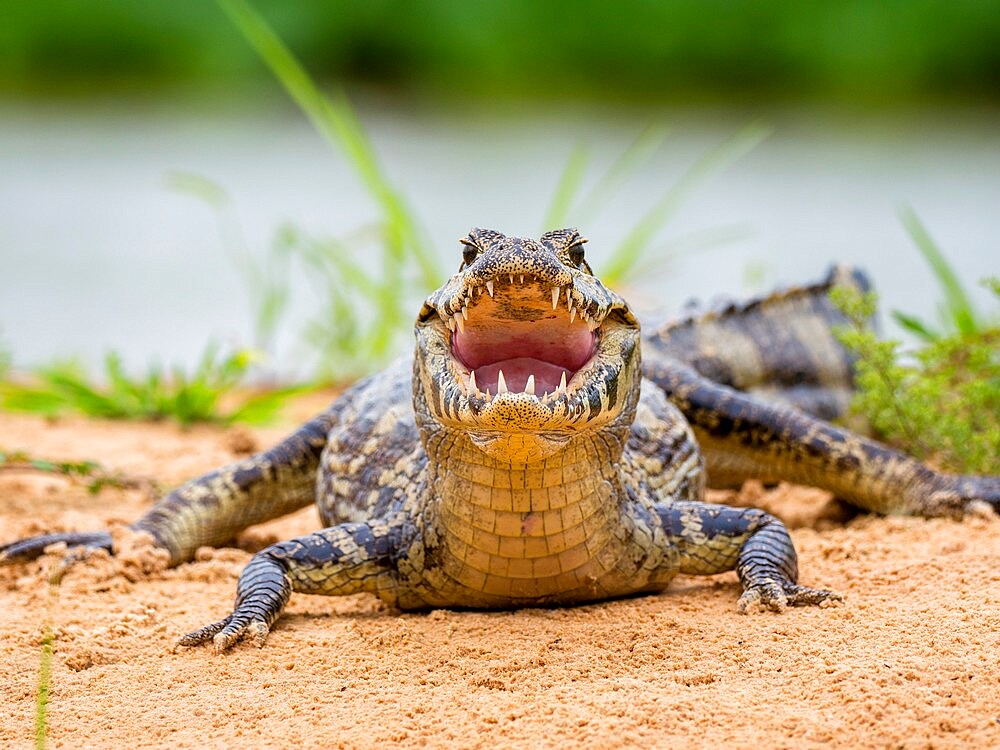 A young jacare caiman (Caiman yacare), on the river banks of the Rio Tres Irmao, Mato Grosso, Pantanal, Brazil, South America