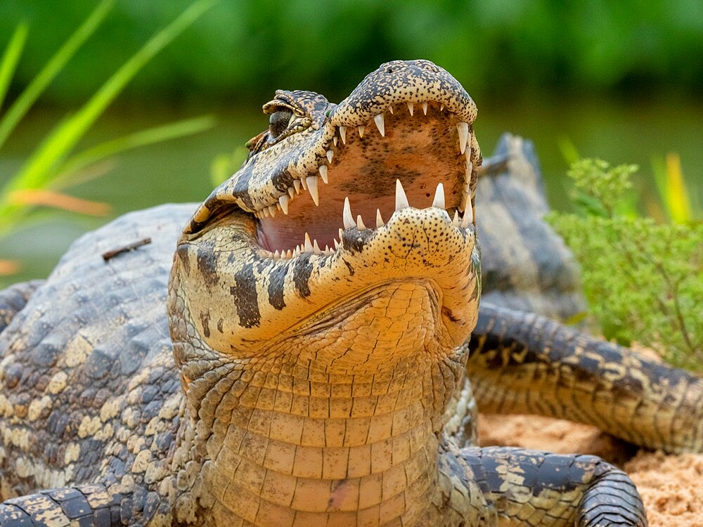 A young jacare caiman (Caiman yacare), on the river banks of the Rio Tres Irmao, Mato Grosso, Pantanal, Brazil, South America