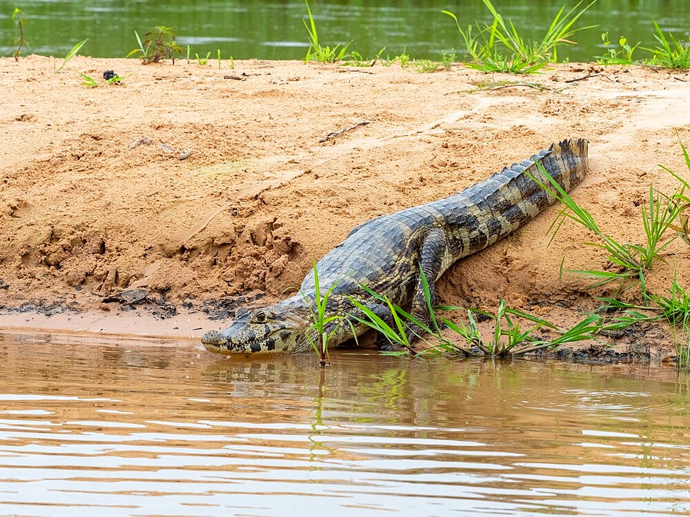 A young jacare caiman (Caiman yacare), on the river banks of the Rio Tres Irmao, Mato Grosso, Pantanal, Brazil, South America