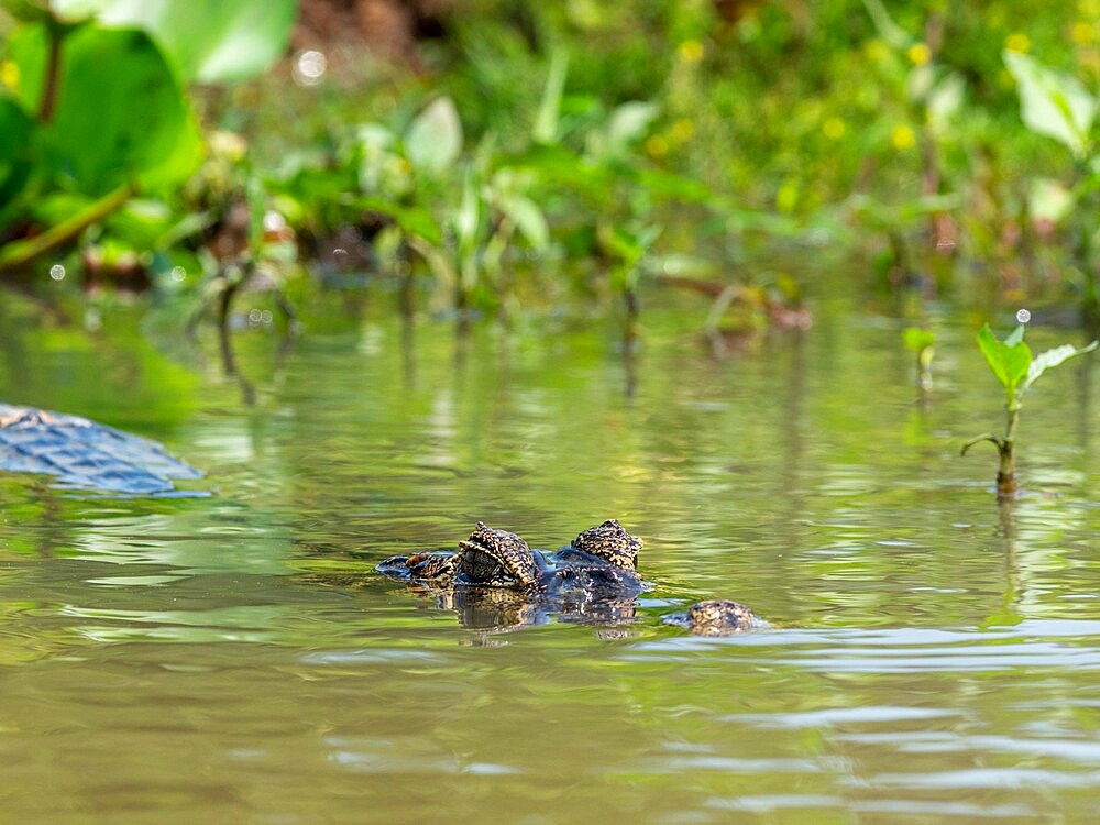 An adult jacare caiman (Caiman yacare), on the river banks of the Rio Negro, Mato Grosso, Pantanal, Brazil, South America