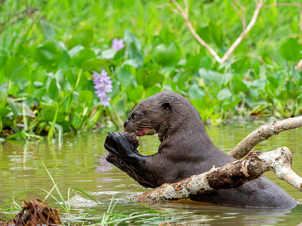 Adult giant river otter (Pteronura brasiliensis), eating a fish on the Rio Tres Irmao, Mato Grosso, Pantanal, Brazil, South America