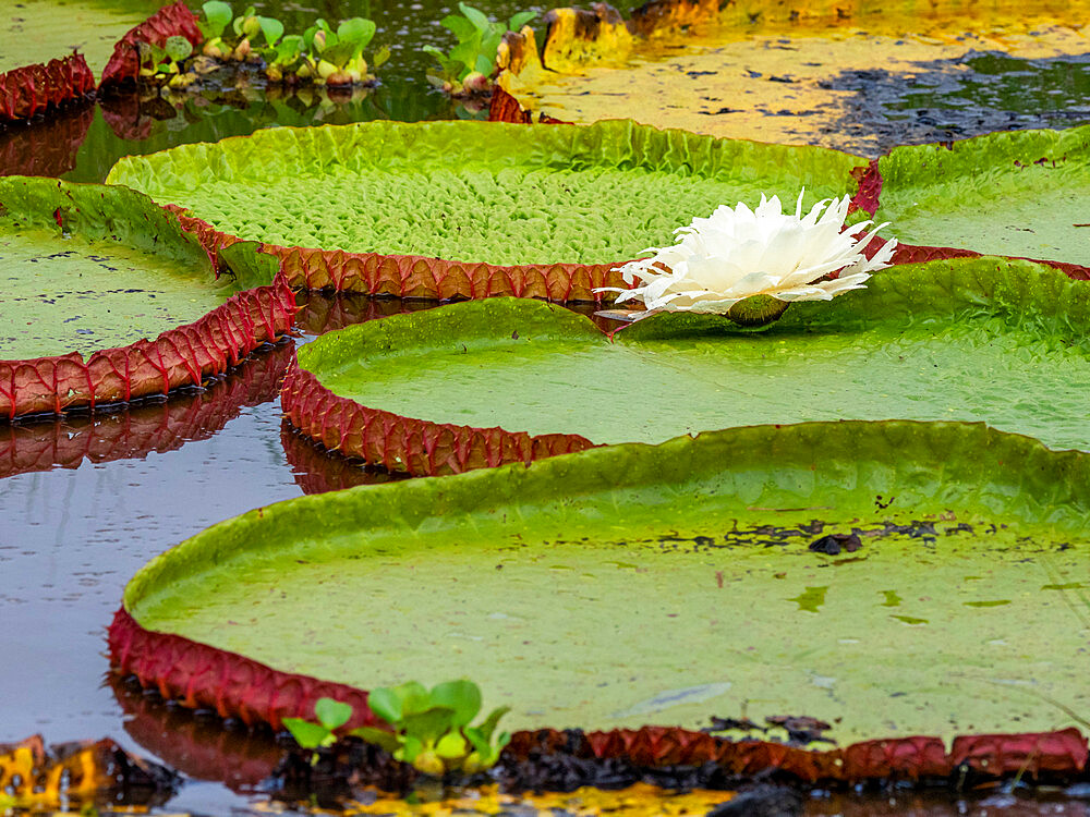 Queen Victoria's water lily (Victoria amazonica), on the Rio Pixaim, Mato Grosso, Pantanal, Brazil, South America