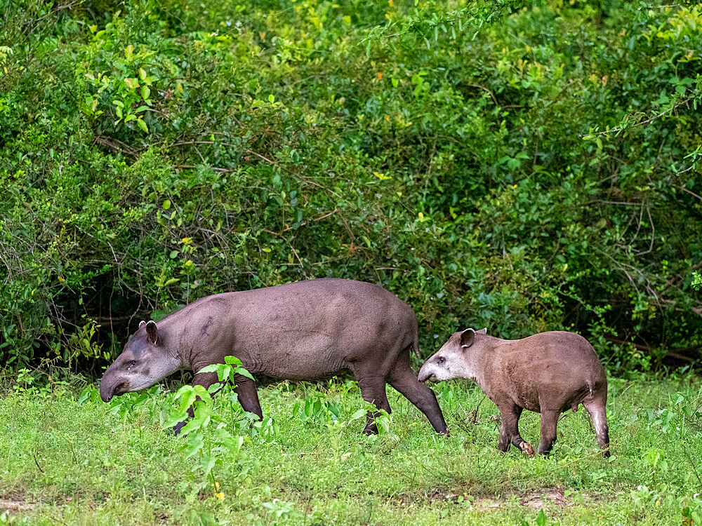 South American tapir (Tapirus terrestris), mother and calf at Pouso Allegre, Mato Grosso, Pantanal, Brazil, South America