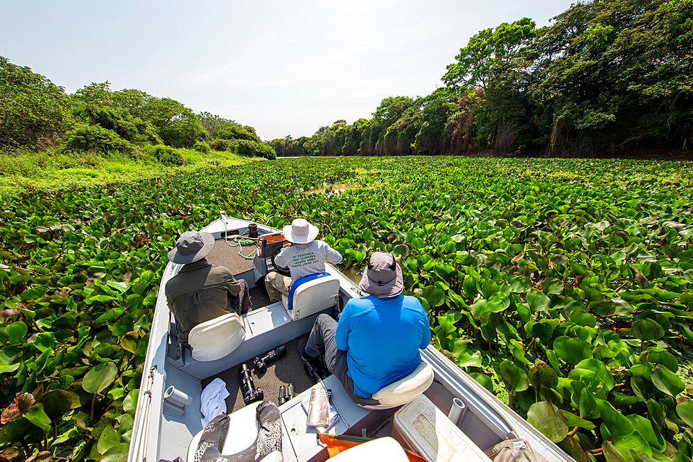 Boat heading in to a dense foliage area on the Rio Cuiaba, Mato Grosso, Pantanal, Brazil, South America