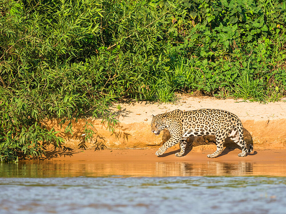 Adult jaguar (Panthera onca), on the riverbank of Rio Tres Irmao, Mato Grosso, Pantanal, Brazil, South America