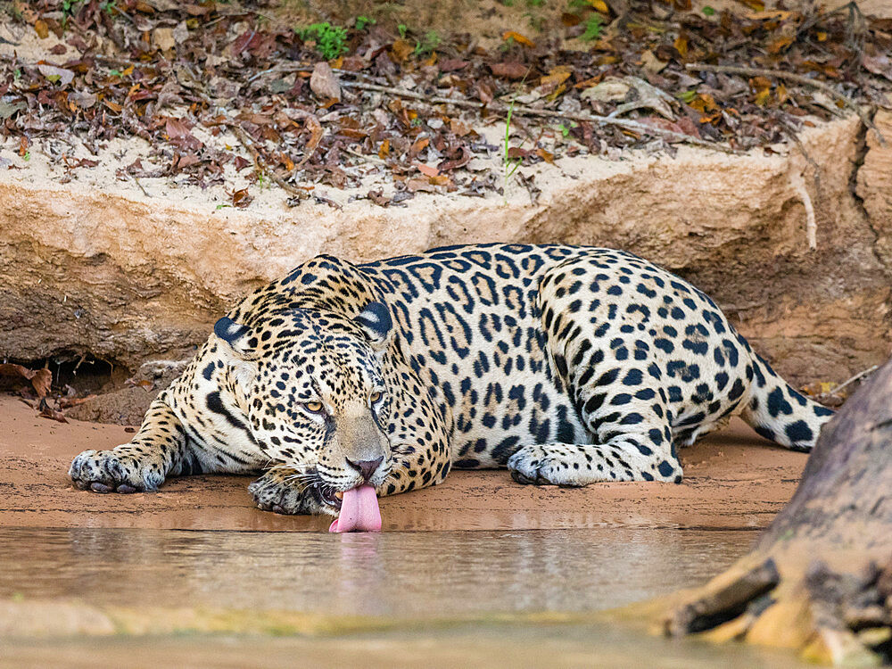 Adult female jaguar (Panthera onca), on the riverbank of Rio Tres Irmao, Mato Grosso, Pantanal, Brazil, South America