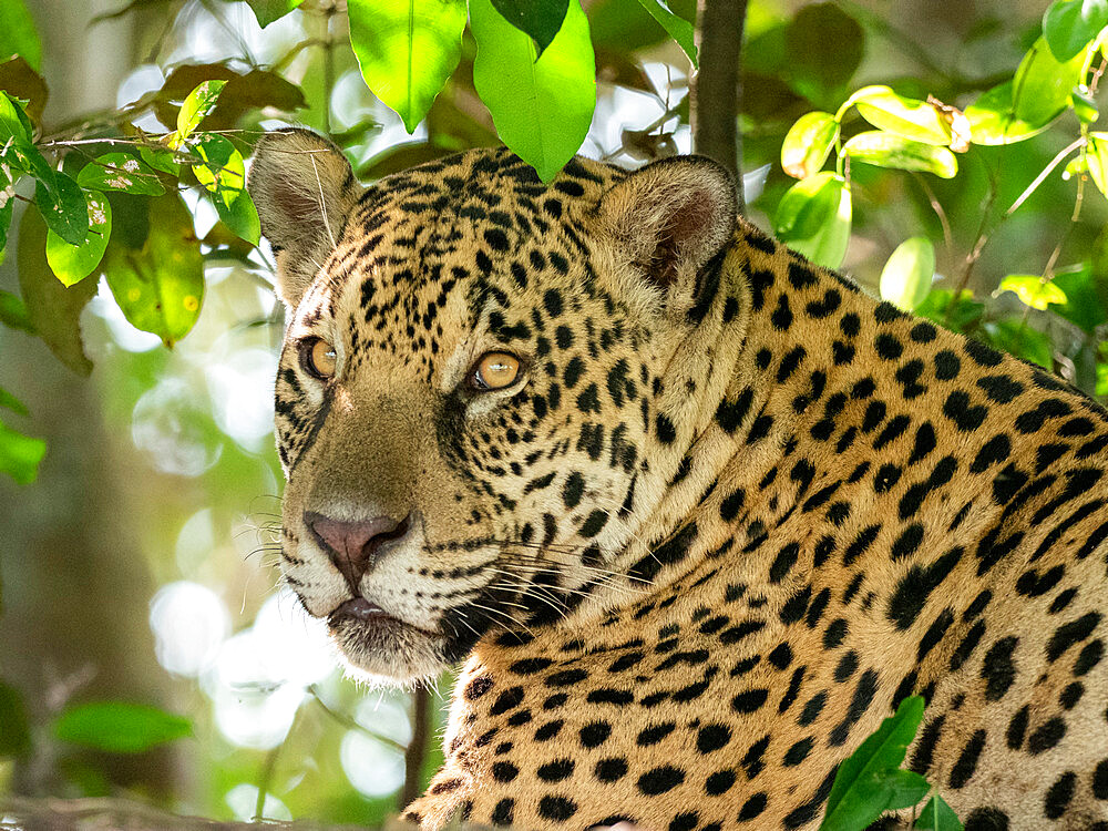 Adult jaguar (Panthera onca), on the riverbank of Rio Negro, Mato Grosso, Pantanal, Brazil, South America